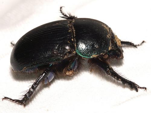 Réf. 253 343 : Geotrupes mutator